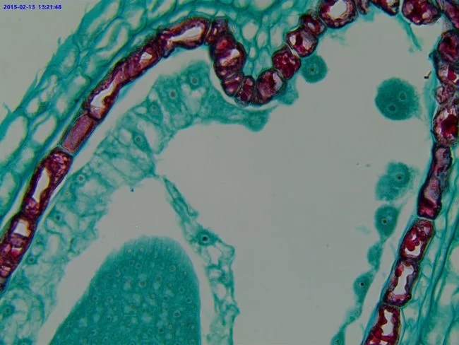 Видеоокуляр ToupCam UCMOS05100KPA 5MP, USB2.0 Видеоокуляр ToupCam UCMOS05100KPA 5MP, USB2.0