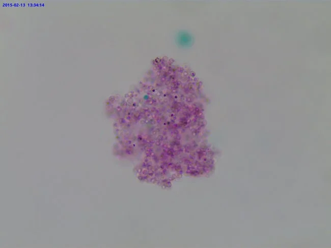 Видеоокуляр ToupCam UCMOS05100KPA 5MP, USB2.0 Видеоокуляр ToupCam UCMOS05100KPA 5MP, USB2.0