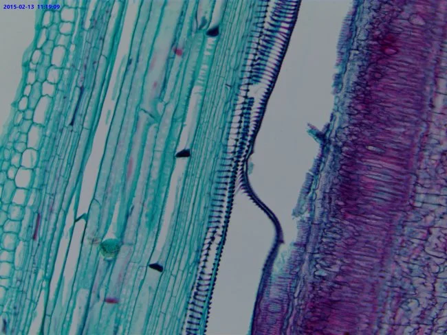 Видеоокуляр ToupCam UCMOS05100KPA 5MP, USB2.0 Видеоокуляр ToupCam UCMOS05100KPA 5MP, USB2.0