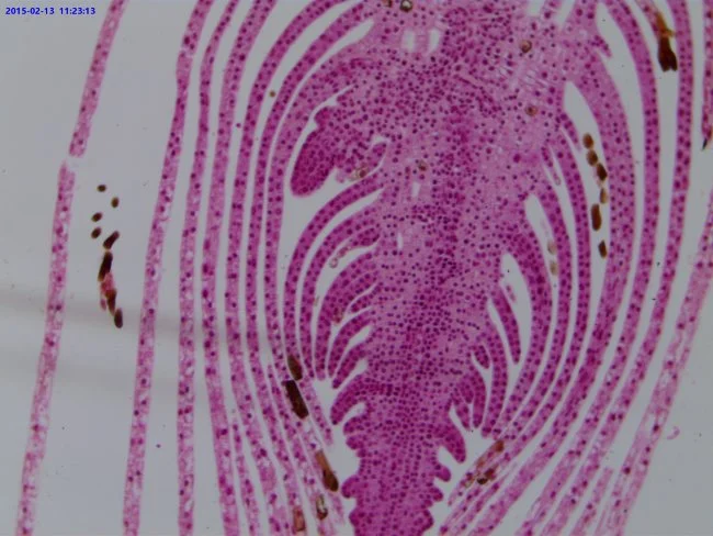 Видеоокуляр ToupCam UCMOS05100KPA 5MP, USB2.0 Видеоокуляр ToupCam UCMOS05100KPA 5MP, USB2.0