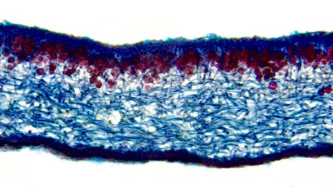 Видеоокуляр Микромед Эврика 1.3 МР-AC