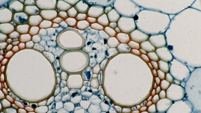 Видеоокуляр Микромед Эврика 5.0 MP-AC Видеоокуляр Микромед Эврика 5.0 MP-AC