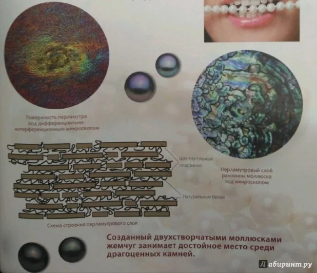 Занимательная энциклопедия "Удивительный Микроскоп"