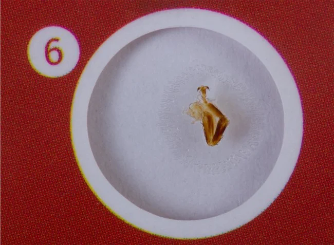 Набор микропрепаратов Levenhuk LabZZ C12, существа Набор микропрепаратов Levenhuk LabZZ C12, существа