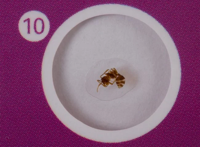 Набор микропрепаратов Levenhuk LabZZ C12, существа Набор микропрепаратов Levenhuk LabZZ C12, существа