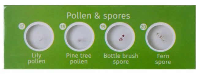 Набор микропрепаратов Levenhuk LabZZ P12, растения Набор микропрепаратов Levenhuk LabZZ P12, растения