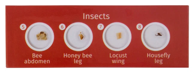 Набор микропрепаратов Levenhuk LabZZ CP24, существа и растения Набор микропрепаратов Levenhuk LabZZ CP24, существа и растения