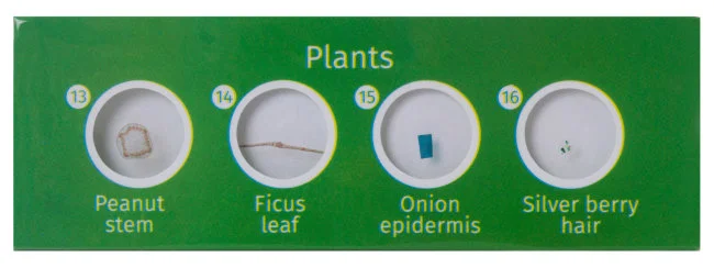 Набор микропрепаратов Levenhuk LabZZ CP24, существа и растения Набор микропрепаратов Levenhuk LabZZ CP24, существа и растения