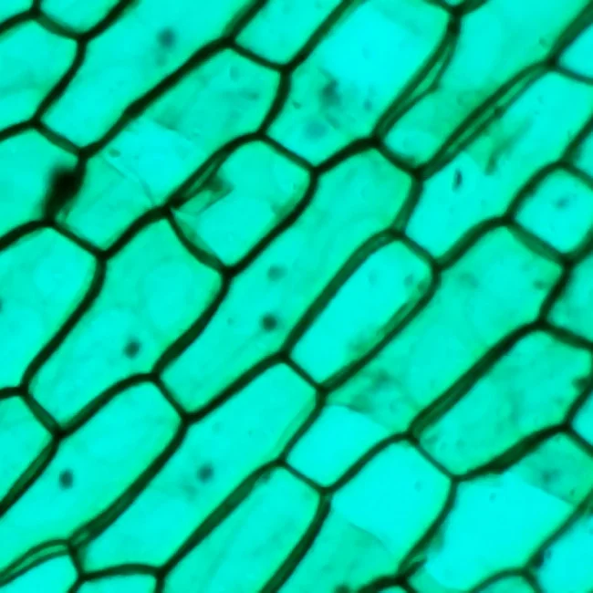 Цифровой микроскоп Микмед WiFi 2000Х 5.0