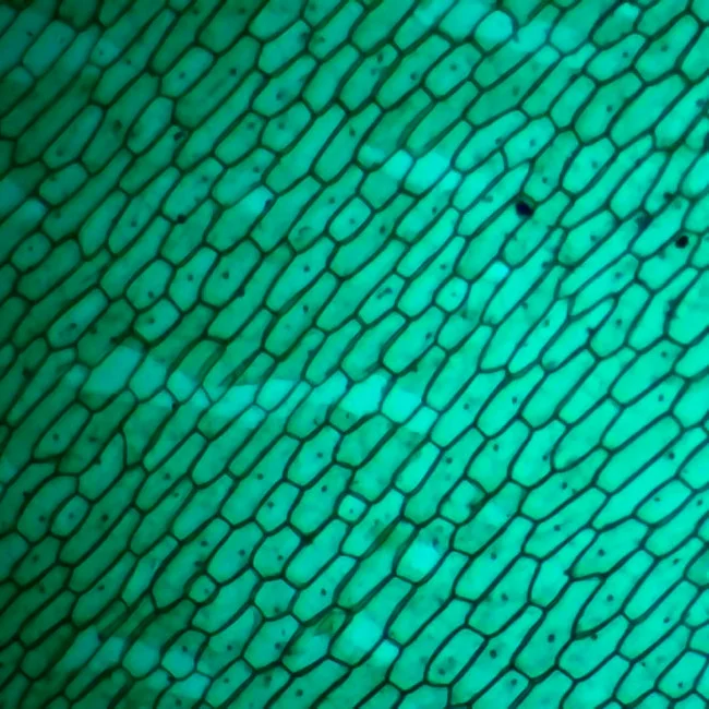 Цифровой микроскоп Микмед WiFi 2000Х 5.0