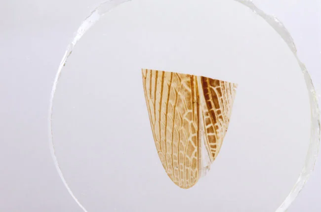 Набор микропрепаратов Konus 25: «Насекомые»