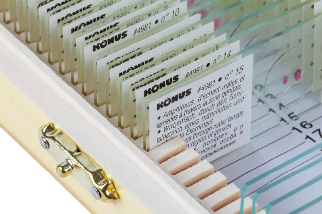 Набор микропрепаратов Konus 15: «Размножение беспозвоночных» Набор микропрепаратов Konus 15: «Размножение беспозвоночных»