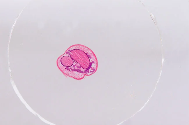 Набор микропрепаратов Konus 15: «Размножение беспозвоночных» Набор микропрепаратов Konus 15: «Размножение беспозвоночных»