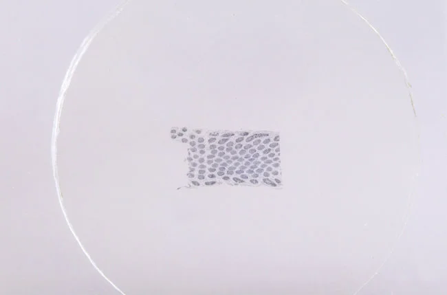 Набор микропрепаратов Konus 15: «Размножение беспозвоночных» Набор микропрепаратов Konus 15: «Размножение беспозвоночных»