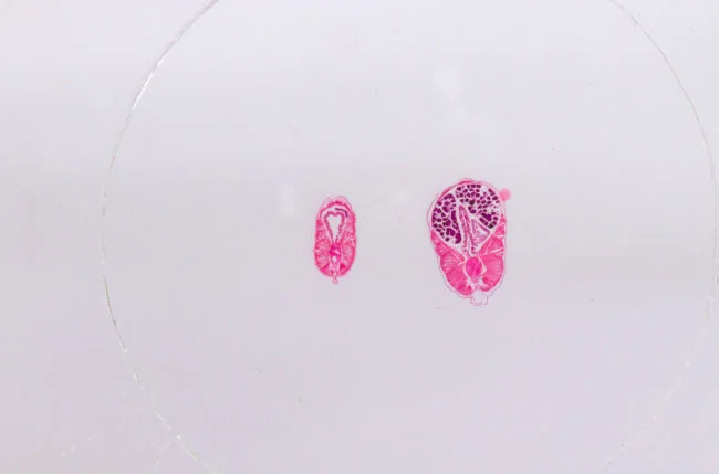 Набор микропрепаратов Konus 15: «Размножение беспозвоночных» Набор микропрепаратов Konus 15: «Размножение беспозвоночных»