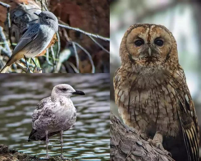 Зрительная труба SVBONY 25-75x100 APO (SA401)