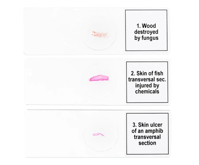 Набор микропрепаратов Discovery Prof DPS 5. «Мутации» Набор микропрепаратов Discovery Prof DPS 5. «Мутации»