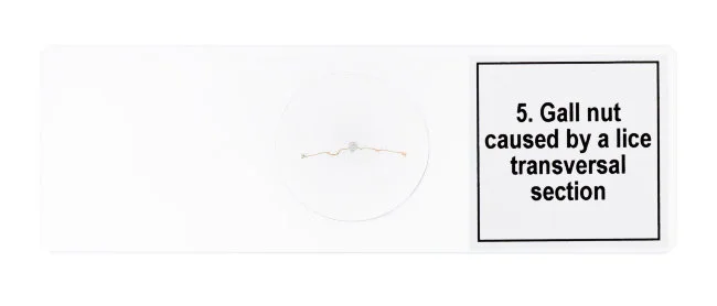 Набор микропрепаратов Discovery Prof DPS 5. «Мутации» Набор микропрепаратов Discovery Prof DPS 5. «Мутации»