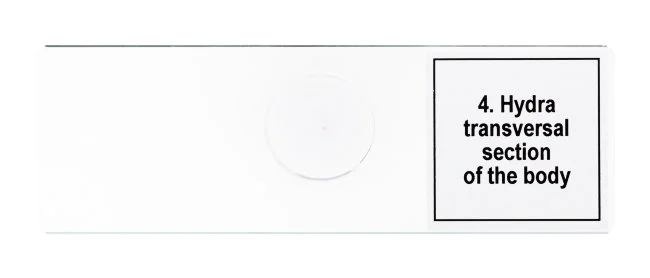 Набор микропрепаратов Discovery Prof DPS 5. «Жизнь в капле воды»