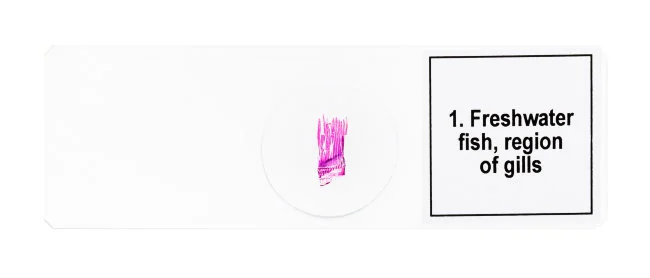 Набор микропрепаратов Discovery Prof DPS 5. «Амфибия» Набор микропрепаратов Discovery Prof DPS 5. «Амфибия»