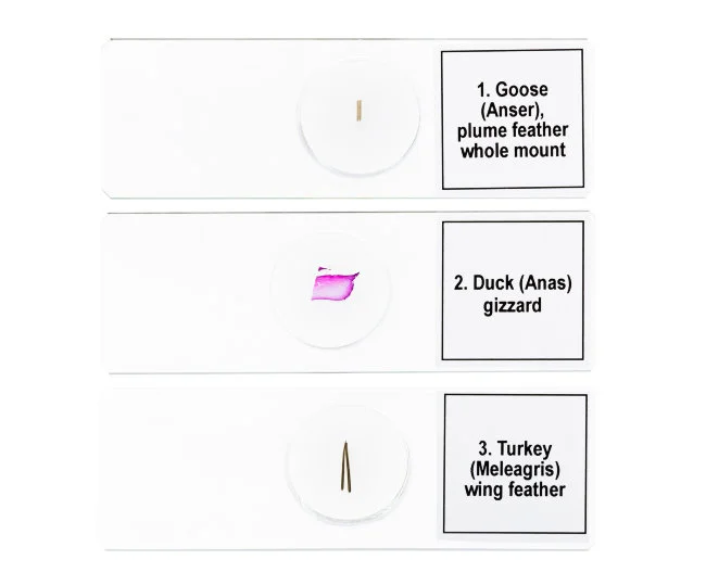 Набор микропрепаратов Discovery Prof DPS 5. «Птицы»