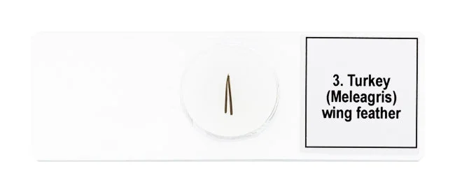 Набор микропрепаратов Discovery Prof DPS 5. «Птицы»