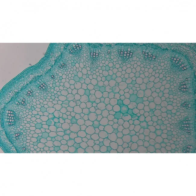 Видеоокуляр ToupCam XCAMLITE1080PA HDMI Видеоокуляр ToupCam XCAMLITE1080PA HDMI