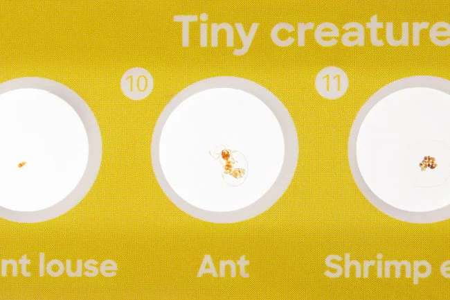 Набор микропрепаратов Discovery «Фауна», 12 шт.