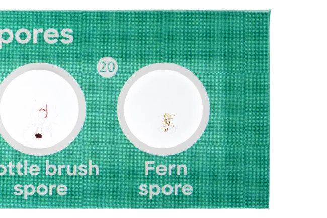 Набор микропрепаратов Discovery «Флора», 12 шт.