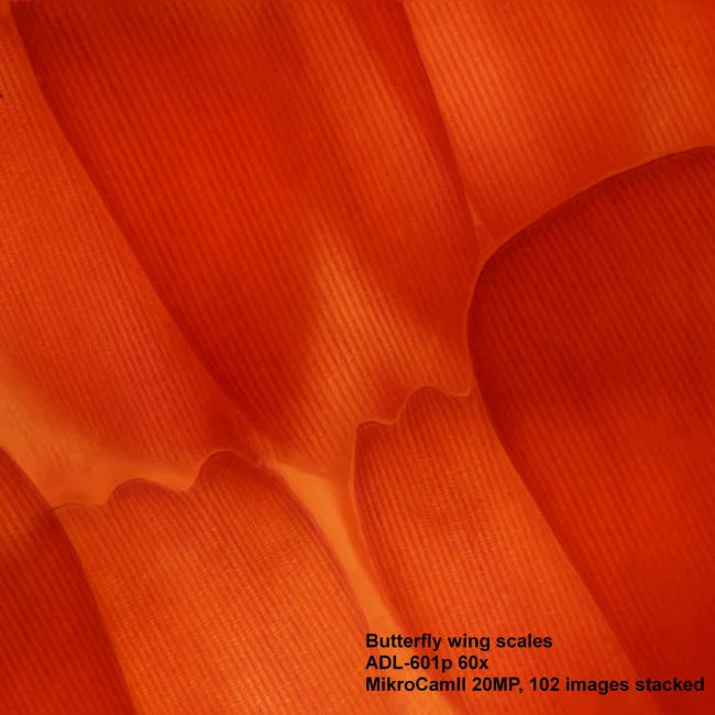 Микроскоп Bresser Science ADL-601P Микроскоп Bresser Science ADL-601P