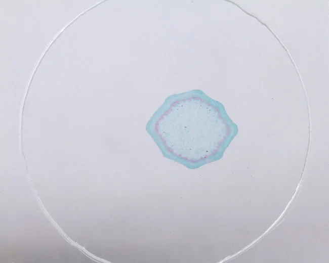 Набор микропрепаратов Konus 10: «Естественные науки» Набор микропрепаратов Konus 10: «Естественные науки»