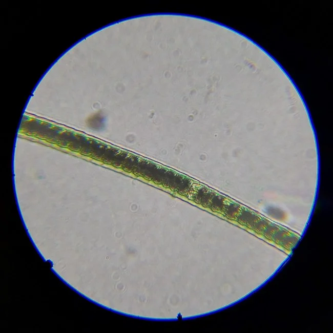 Микроскоп школьный Микромед Эврика Smart 40х-1280х в текстильном кейсе