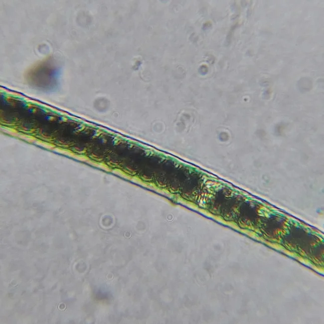 Микроскоп школьный Микромед Эврика Smart 40х-1280х в текстильном кейсе