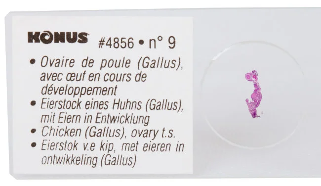 Набор микропрепаратов Konus 10: «Ящерицы, змеи и птицы»