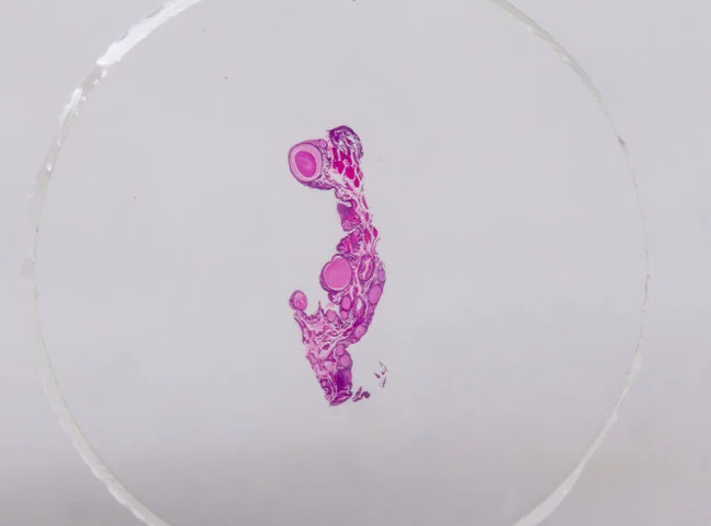 Набор микропрепаратов Konus 10: «Ящерицы, змеи и птицы»