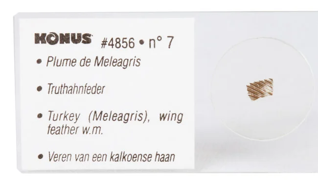 Набор микропрепаратов Konus 10: «Ящерицы, змеи и птицы»