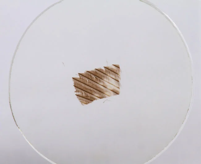 Набор микропрепаратов Konus 10: «Ящерицы, змеи и птицы»