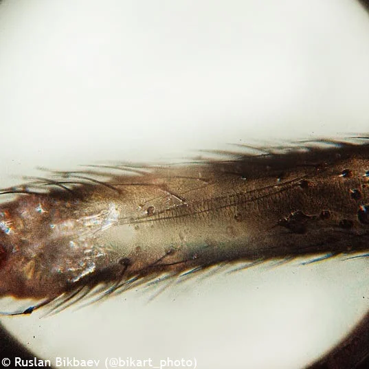 Микроскоп Levenhuk Rainbow D50L PLUS, 2 Мпикс, Moonstone\Лунный камень