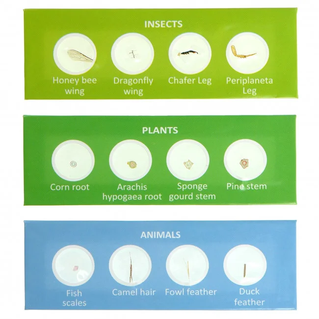 Набор микропрепаратов Микромед №24-2 Набор микропрепаратов Микромед №24-2