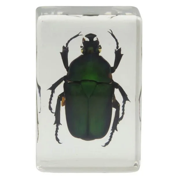 Набор 3D-образцов насекомых Celestron №2 Набор 3D-образцов насекомых Celestron №2