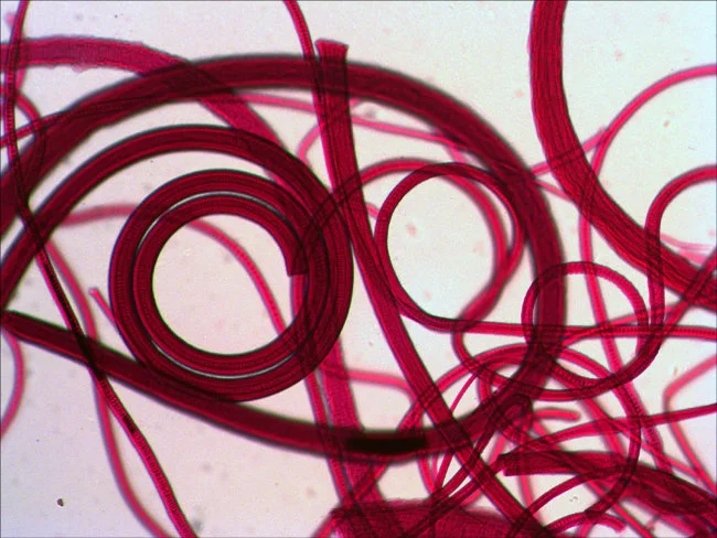 Набор микропрепаратов Levenhuk N10 NG