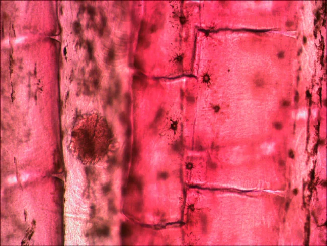 Набор микропрепаратов Levenhuk N10 NG