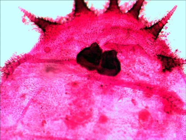 Набор микропрепаратов Levenhuk N20 NG