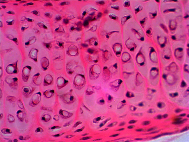 Набор микропрепаратов Levenhuk N20 NG