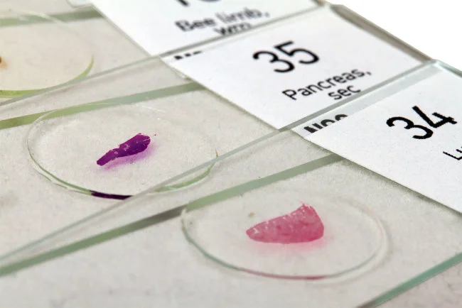 Набор микропрепаратов Levenhuk N80 NG «Увидеть все!»