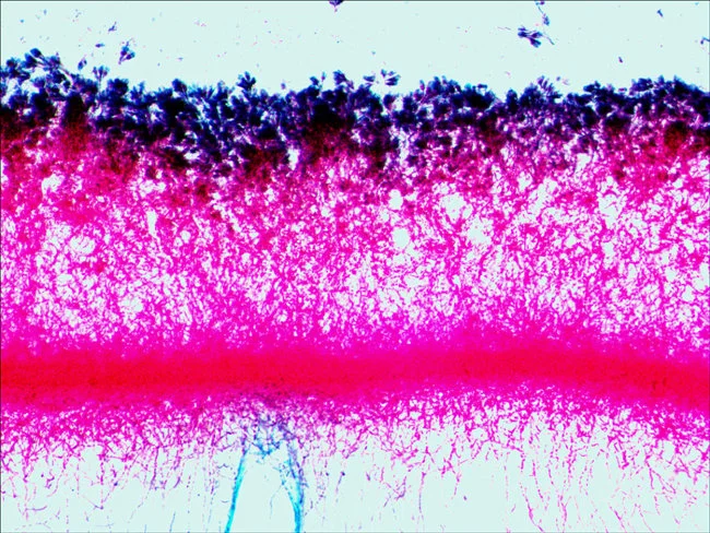 Набор микропрепаратов Levenhuk N80 NG «Увидеть все!»